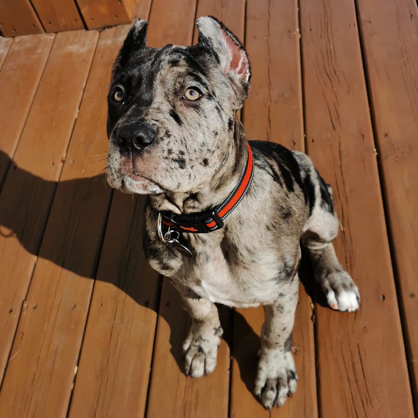 alphas.adventures-20260112-0027