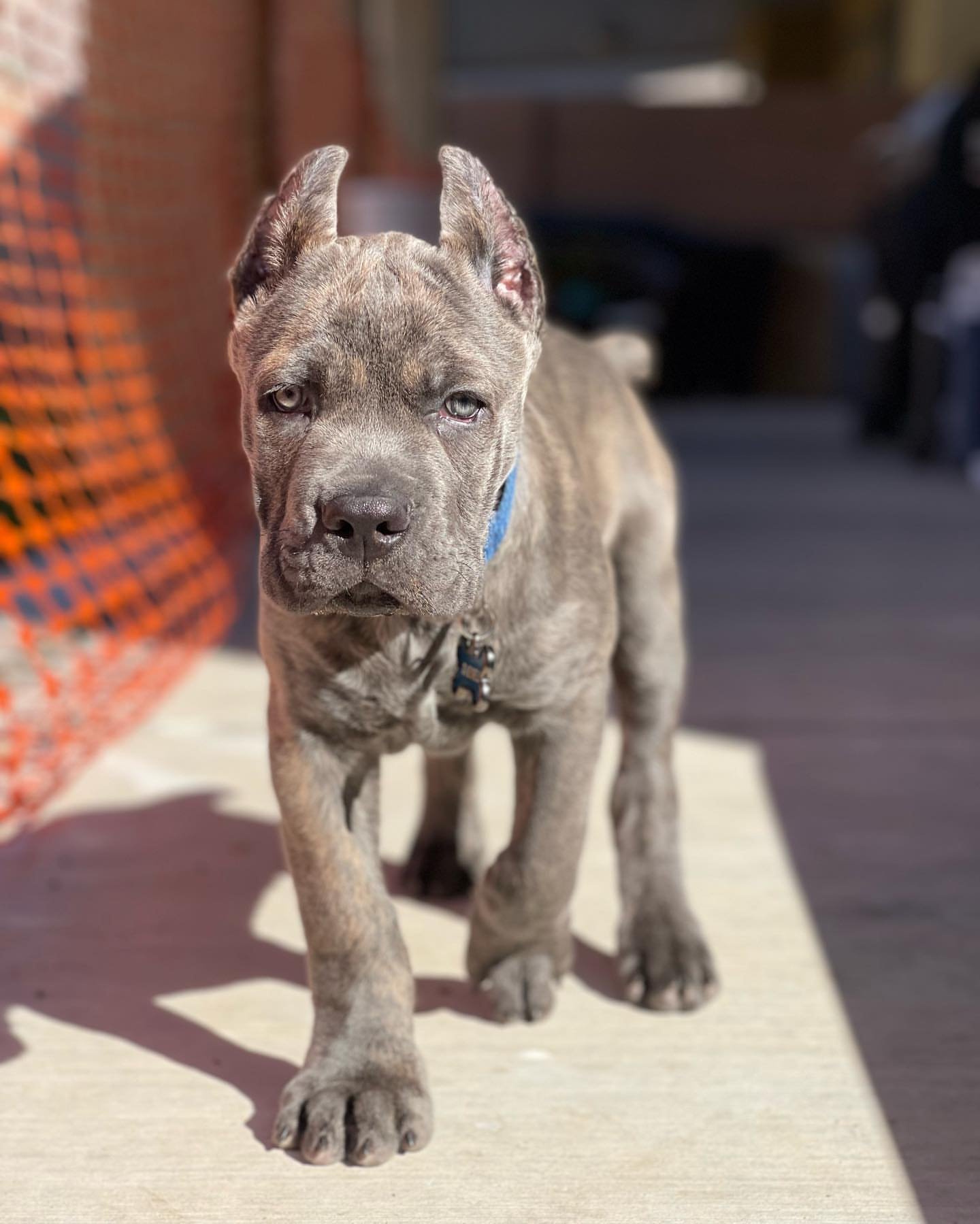 diesel_card-20260125-0030